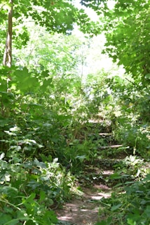A rustic wooden path leading through lush greenery, inviting visitors deeper into the healing center.