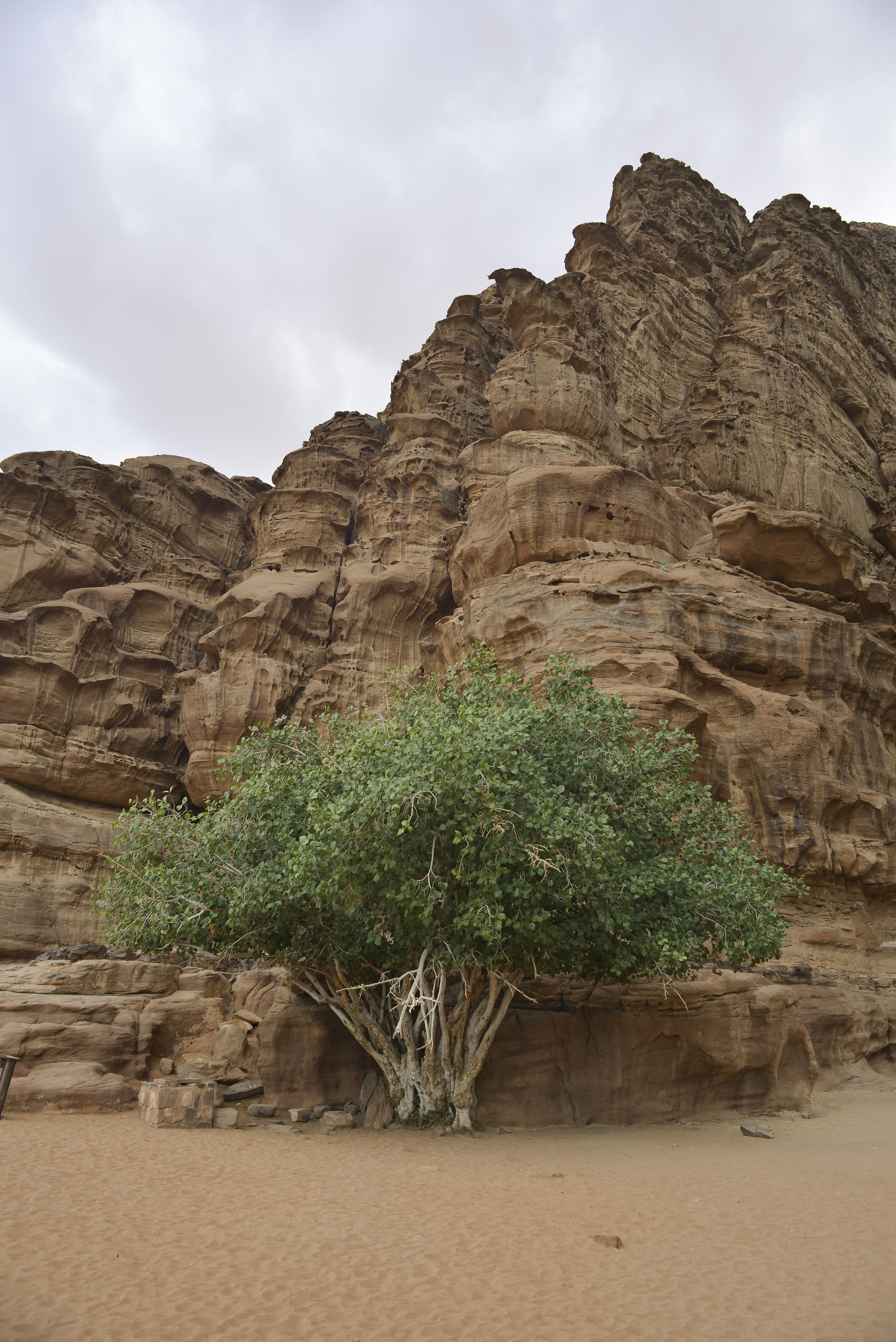 green tree on brown rock formation during daytime