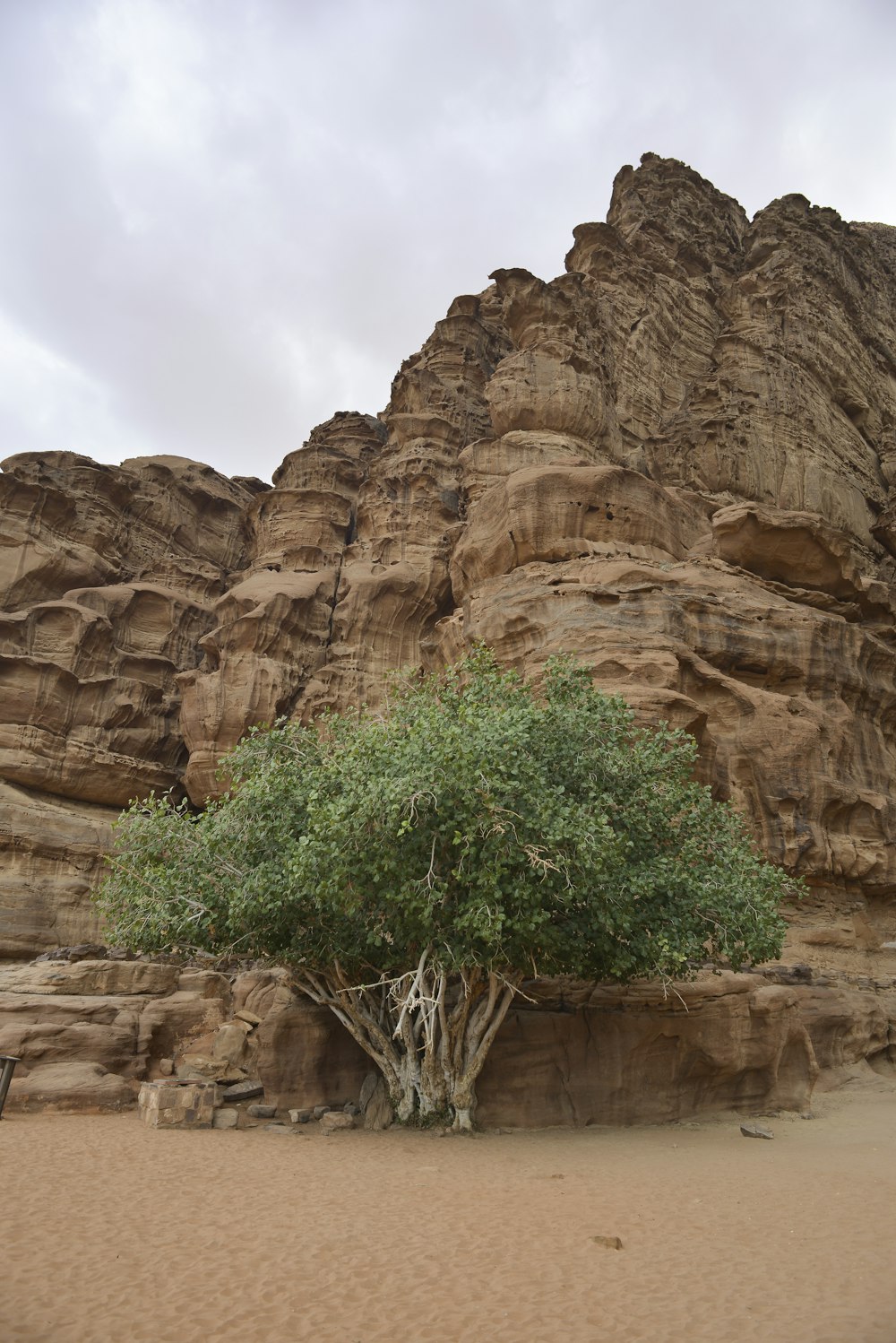 green tree on brown rock formation during daytime