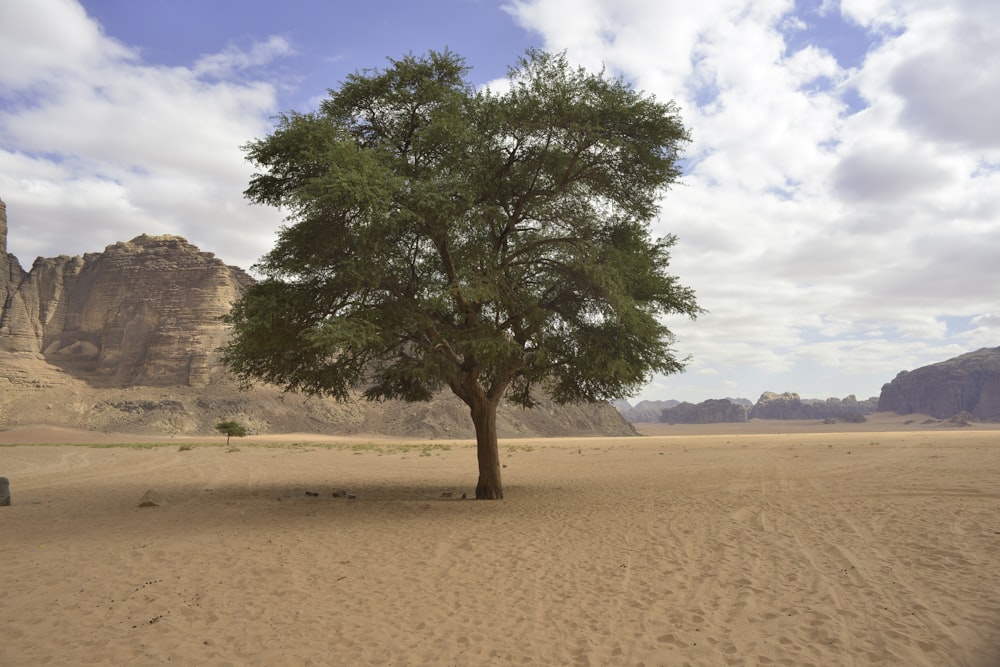 green tree on brown sand during daytime