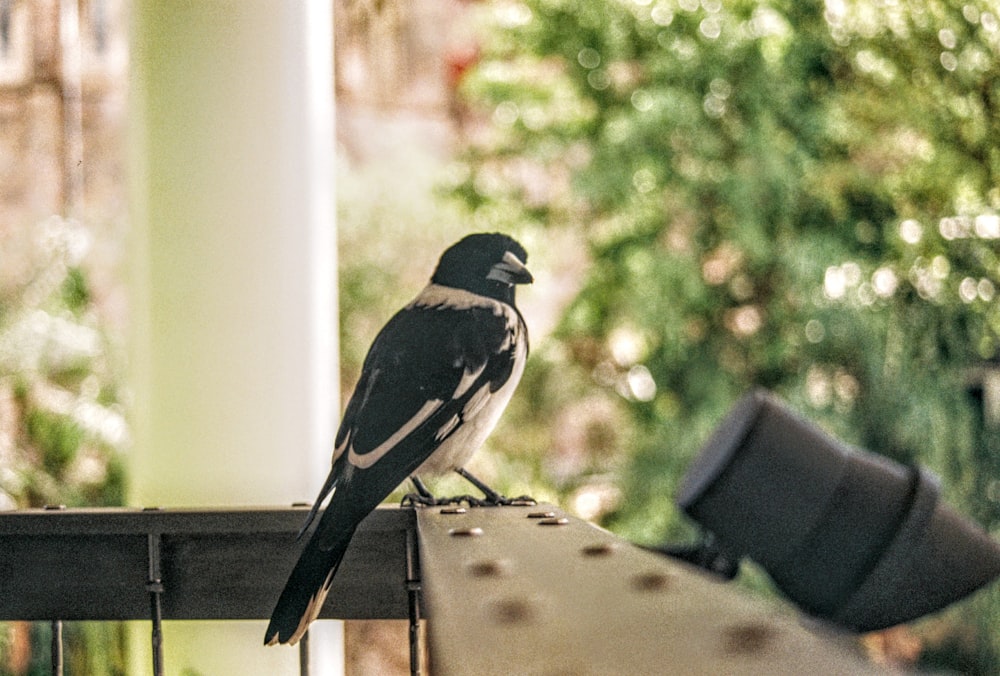 black and white bird on brown wooden fence during daytime