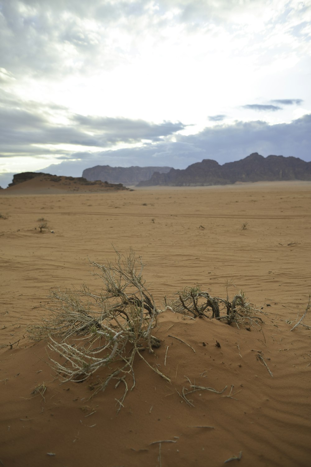 leafless tree on brown sand