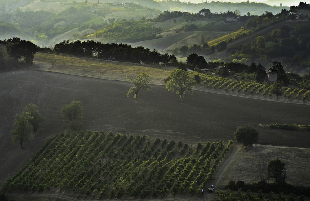 campo di erba verde e alberi durante il giorno