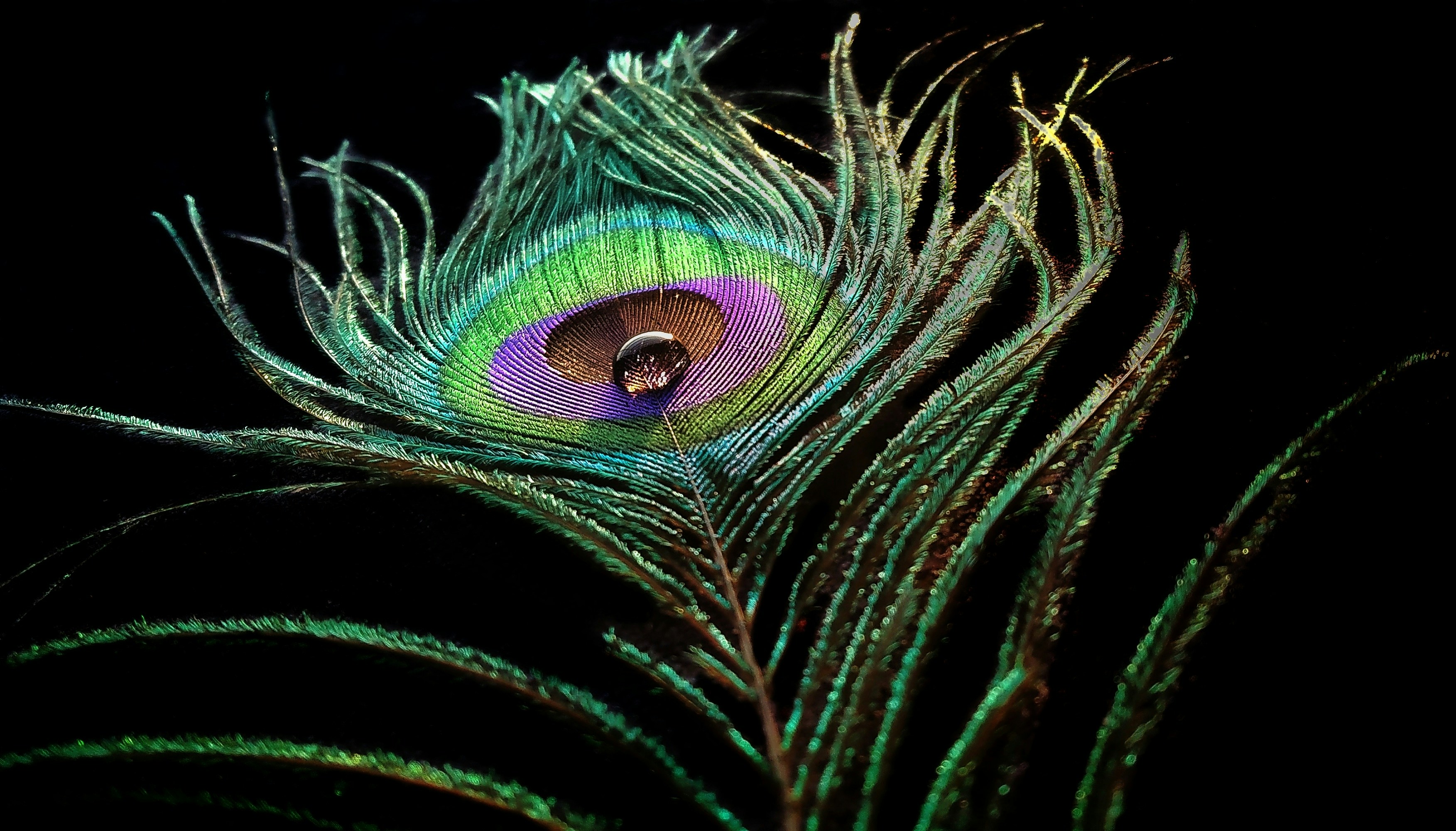 Un gros plan de la queue des plumes d'un paon photo – Image gratuite de  Plume de paon sur Unsplash, image size:3000x1711