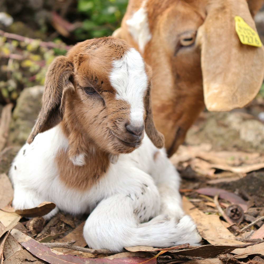 brown and white short coated dog lying on brown dried leaves during daytime