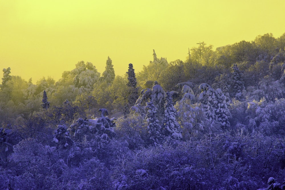 green and brown trees under yellow sky