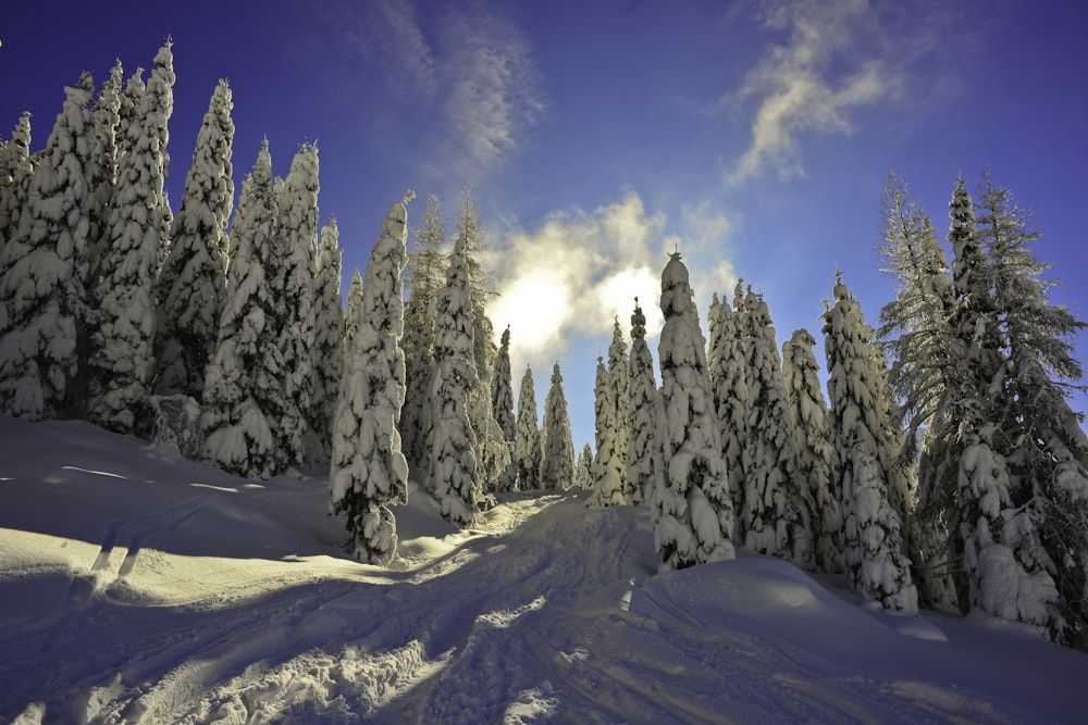 snow covered trees under blue sky during daytime