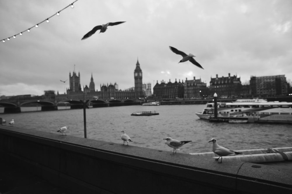 grayscale photo of birds flying over the city