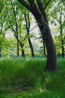 green grass and trees during daytime