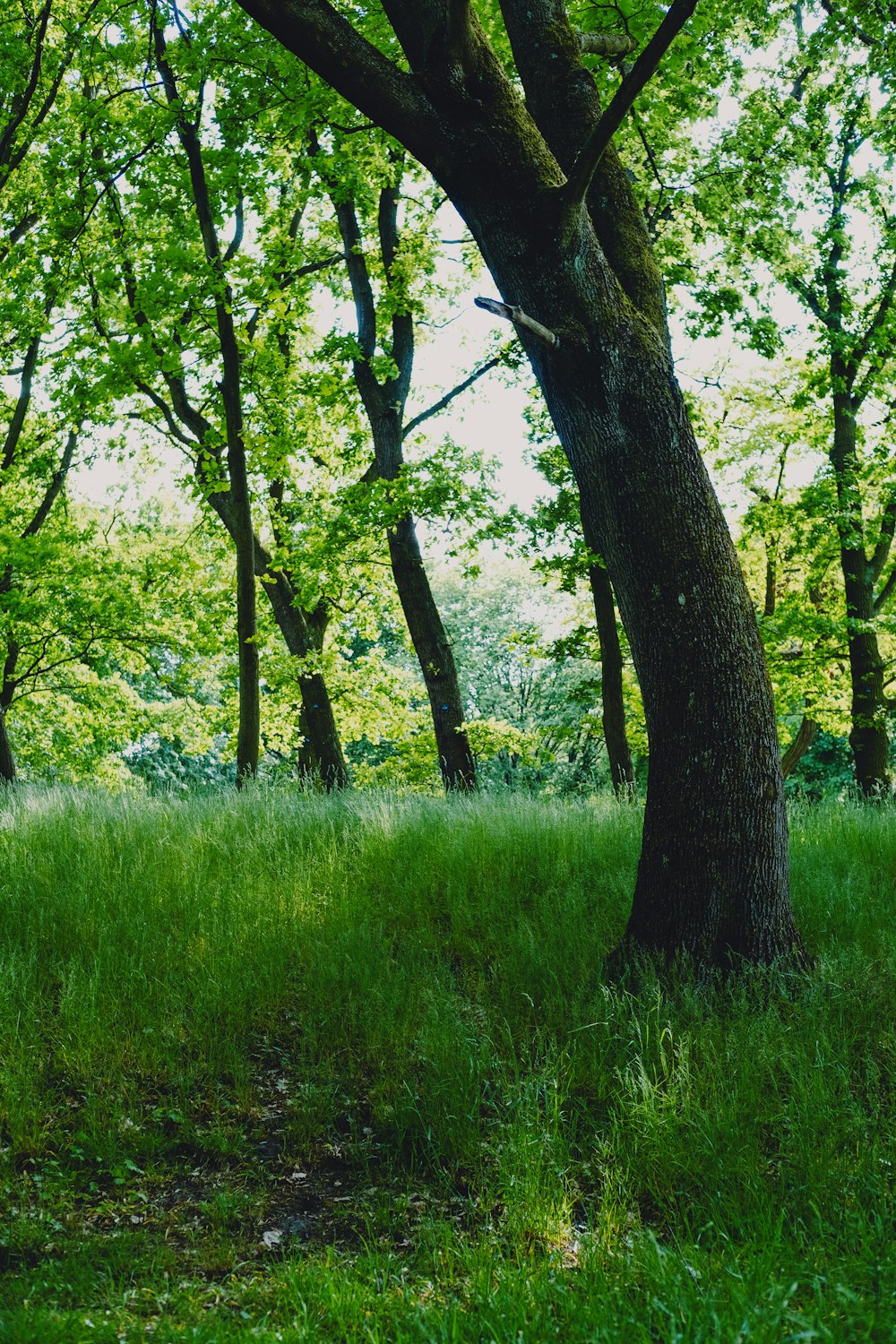 green grass and trees during daytime