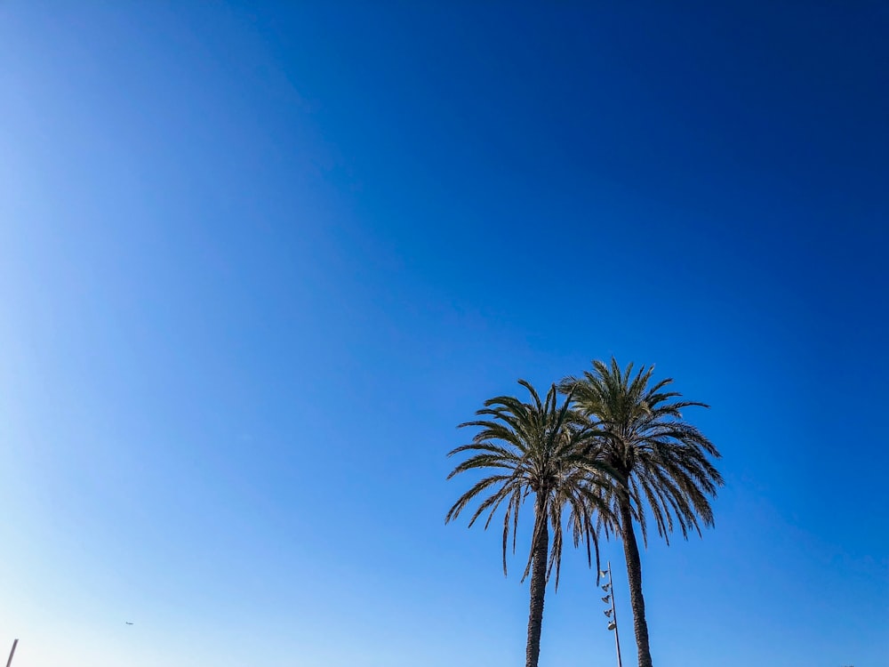 green palm tree under blue sky during daytime