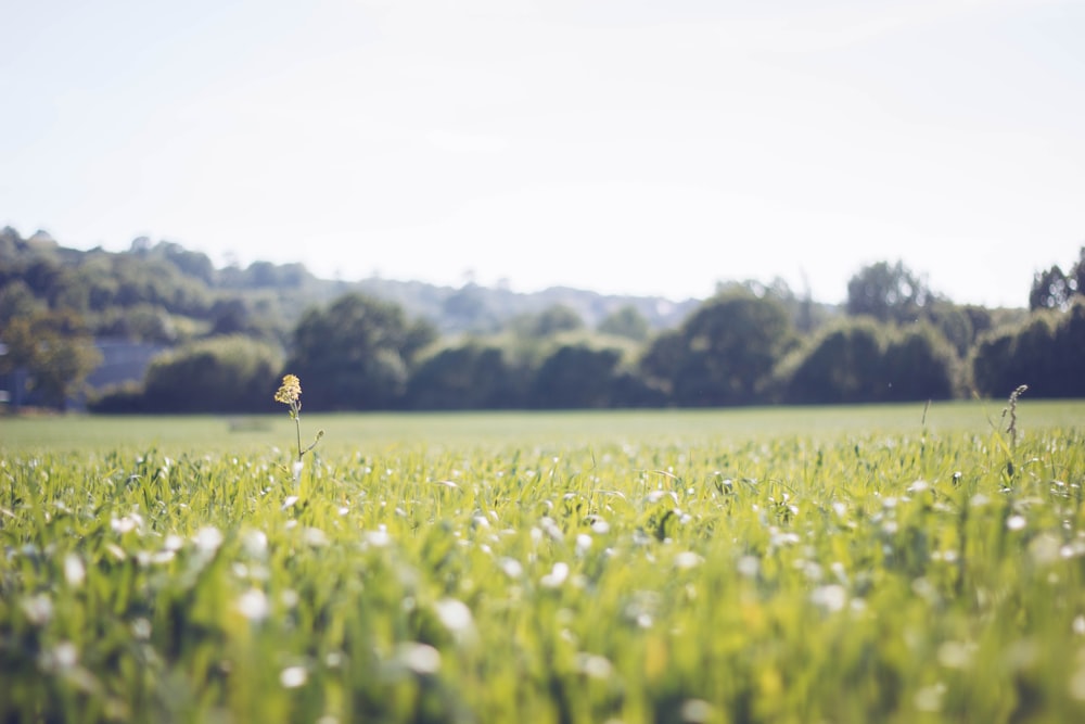 green grass field during daytime