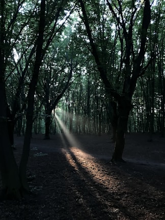 A shadowy, towering forest with ancient trees, hinting at secrets beneath.