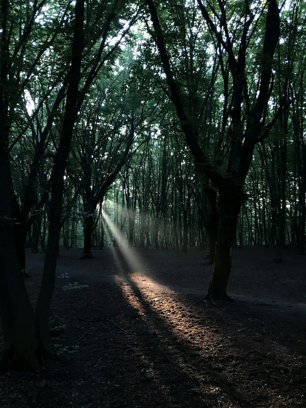 green trees on brown soil