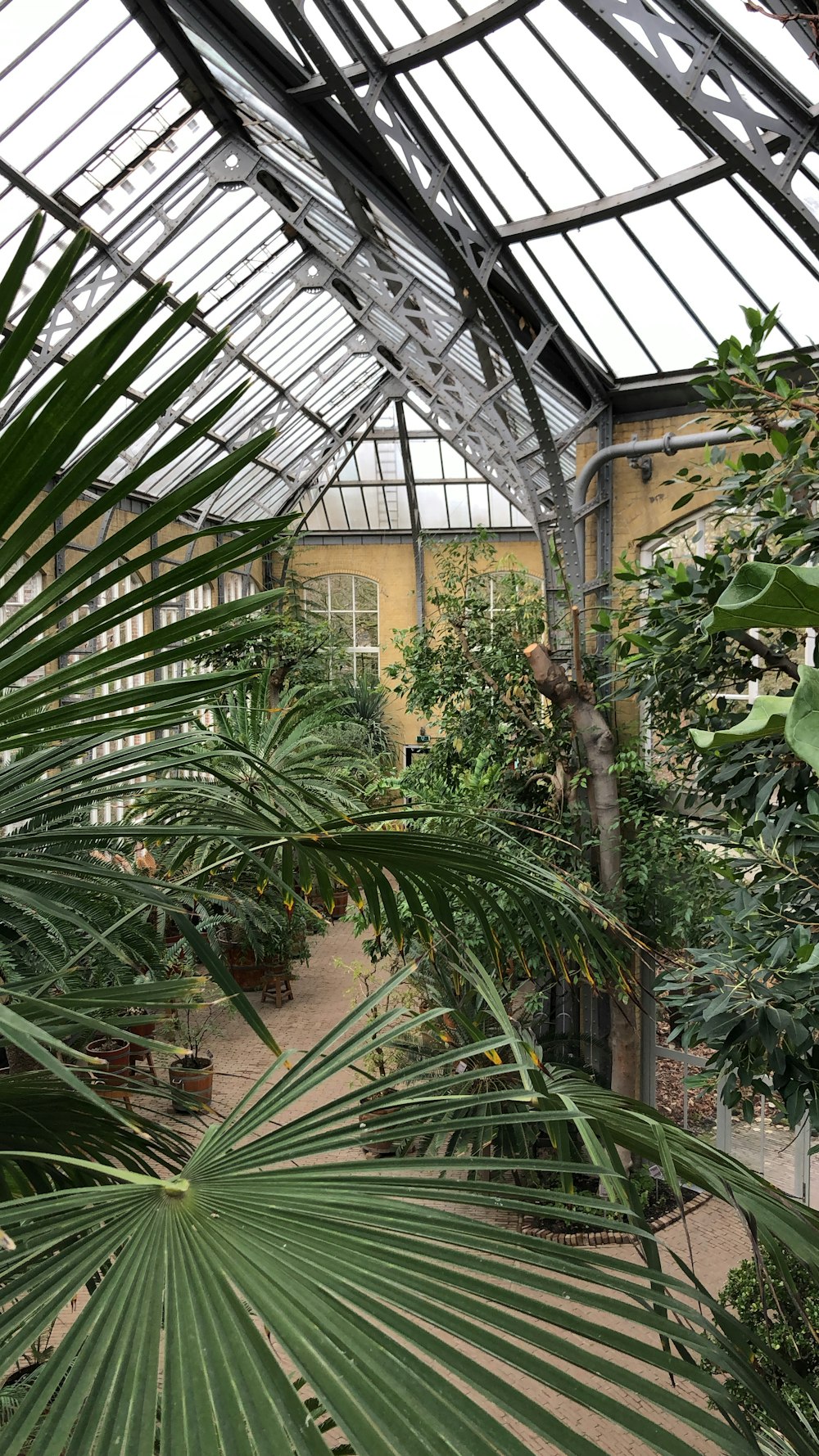 green leaf plant inside greenhouse