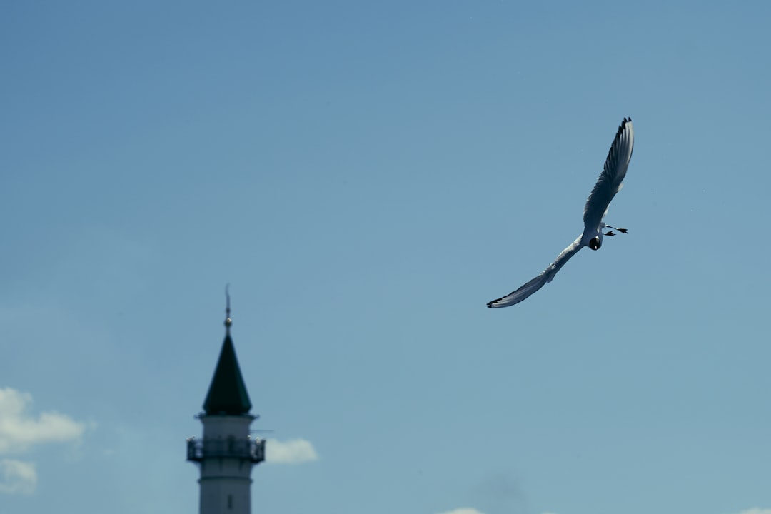 black bird flying over the white tower during daytime