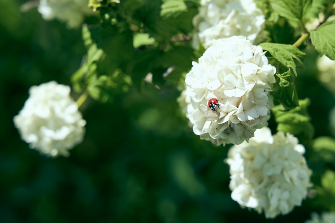 red ladybug perched on white flower in close up photography during daytime