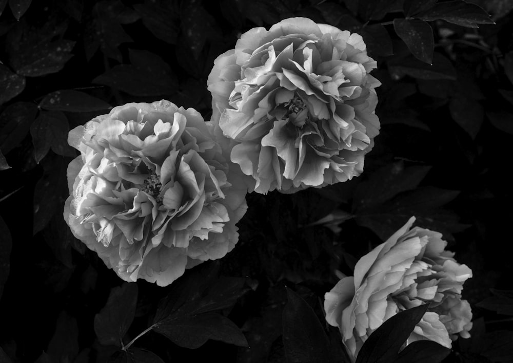 white flowers with green leaves