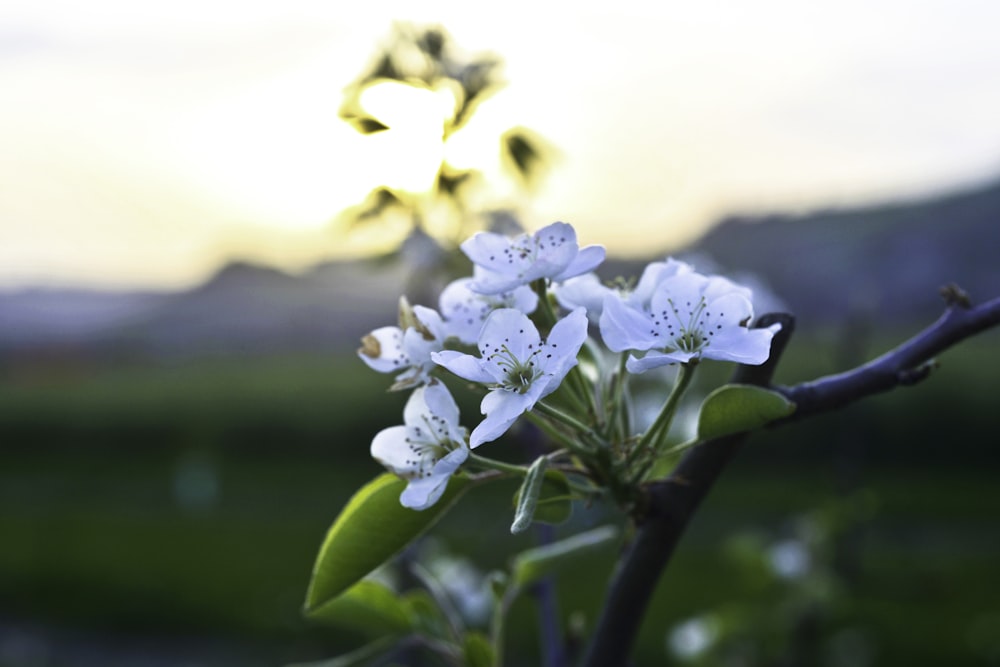 white flowers with green leaves