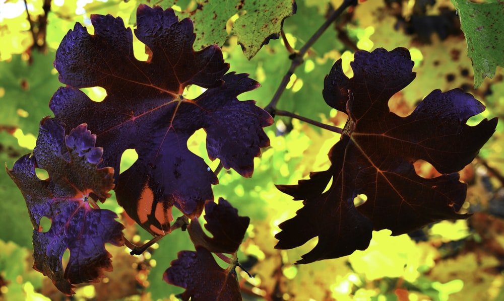 green and yellow maple leaf