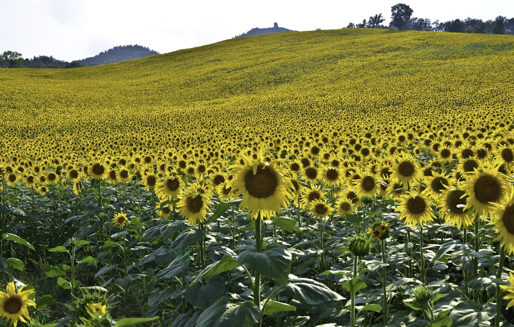 sunflower field under white sky during daytime