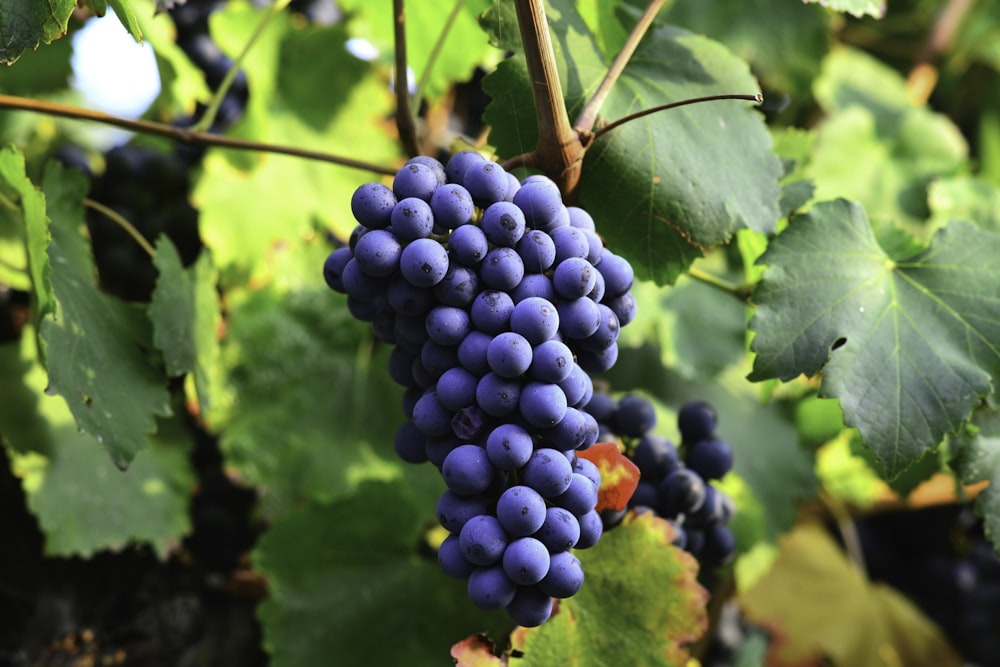 purple grapes on green leaves during daytime