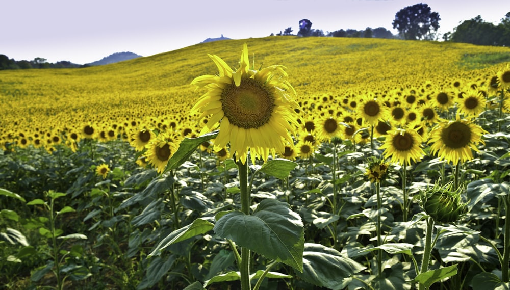 sunflower field under blue sky during daytime