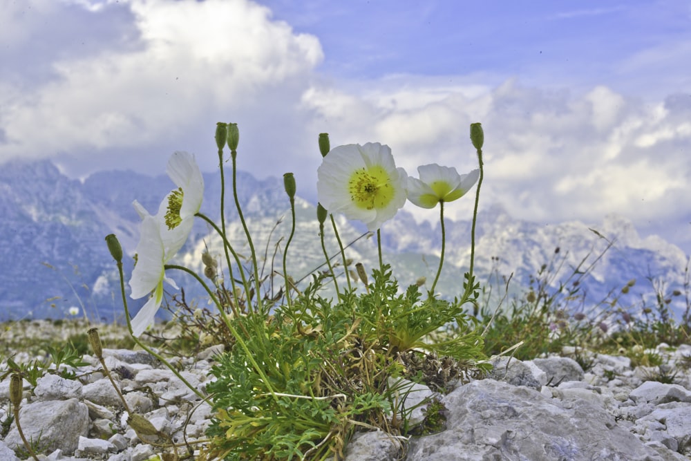 white and yellow flower on rocky ground under blue and white sunny cloudy sky during daytime
