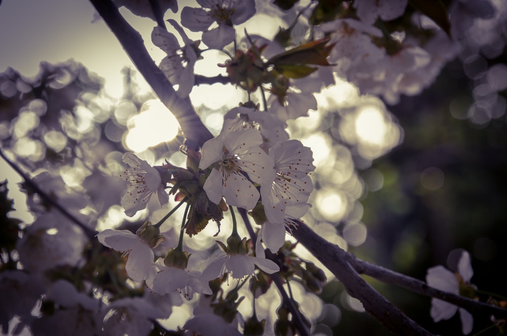 white cherry blossom in close up photography