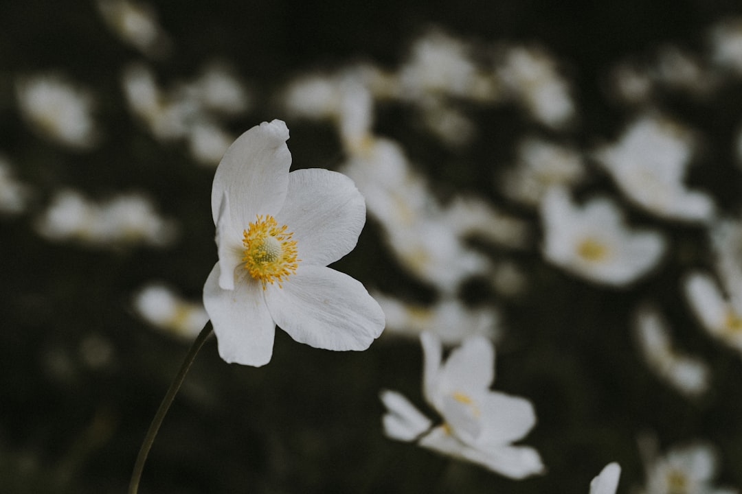 white flower in tilt shift lens