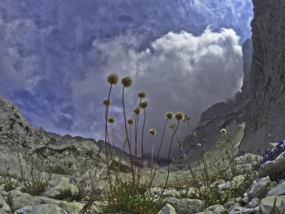 brown and green plants on rocky mountain under blue and white sunny cloudy sky during daytime