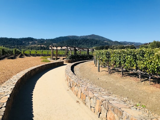 gray concrete pathway between green grass field during daytime in Napa United States