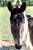 Close-up of a mule being gently checked by the veterinarian outdoors.