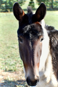 Close-up of a micro mini mule with soft eyes and a friendly expression.
