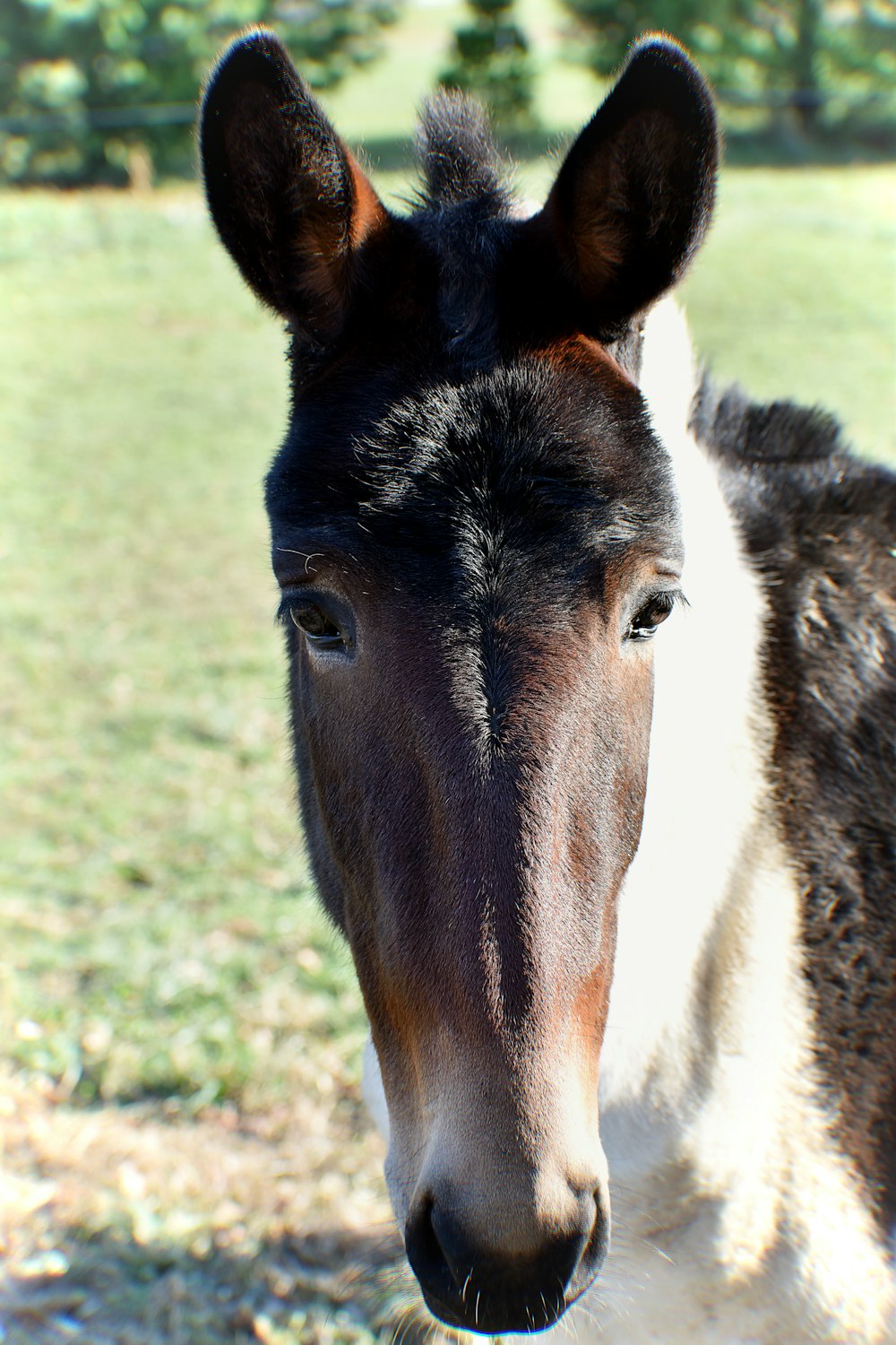 brown and white horse on green grass field during daytime