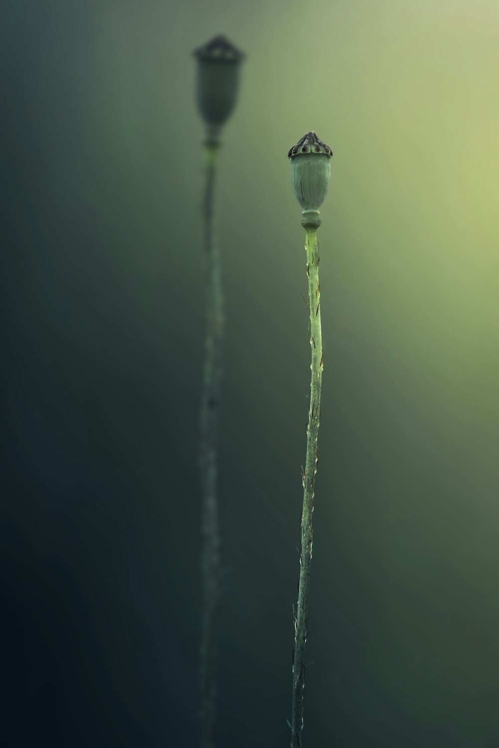 water dew on green plant