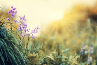 Purple flowers bloom amidst green leaves, with soft sunlight streaming through, creating a warm and serene atmosphere.