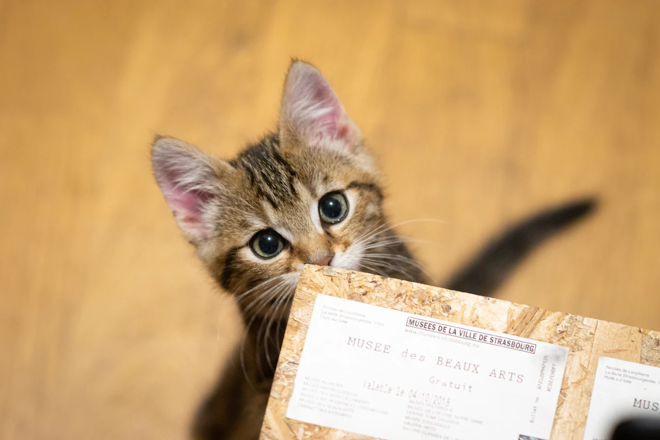 机の近くで猫の写真と書類を確認する様子