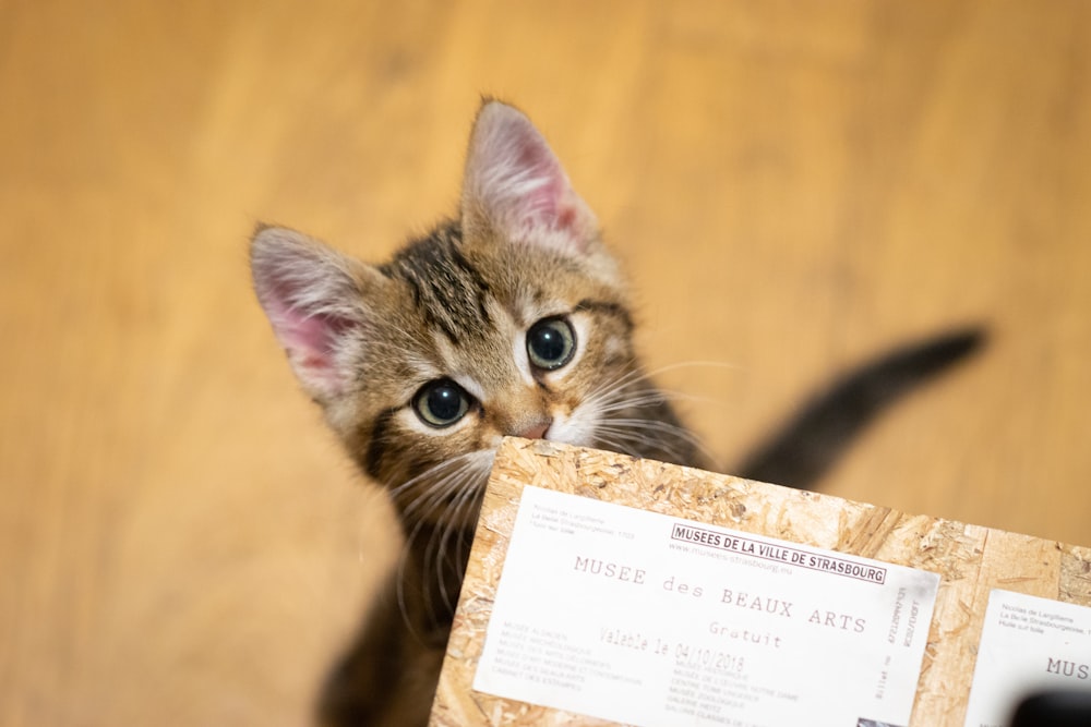 gatinho tabby marrom na caixa de papelão marrom