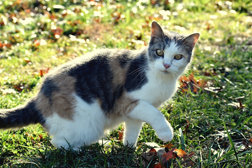 white black and brown cat on green grass field