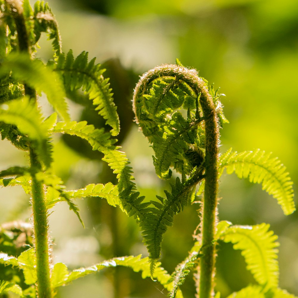 plante verte en gros plan photographie