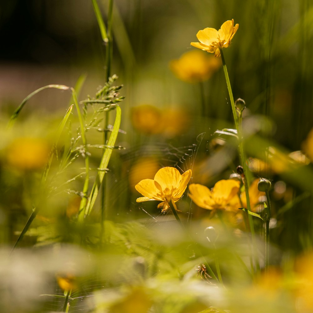 yellow flowers in tilt shift lens