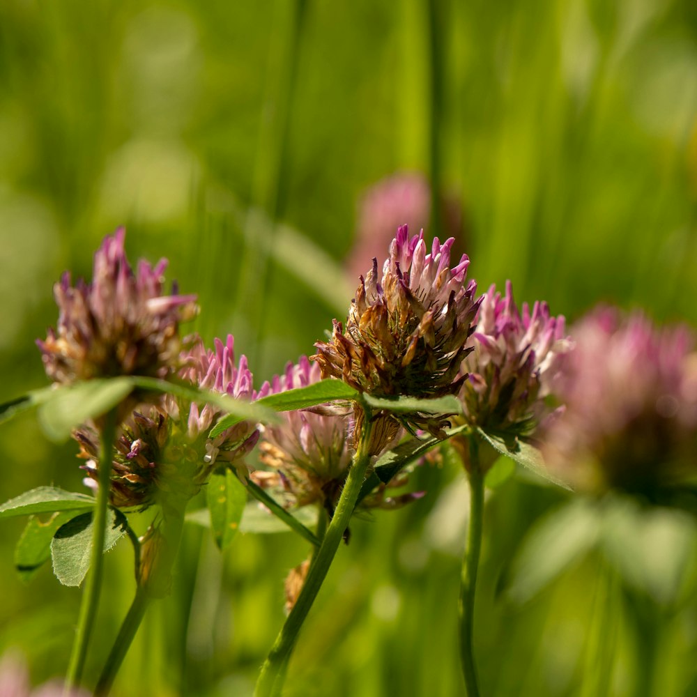 purple flower in tilt shift lens