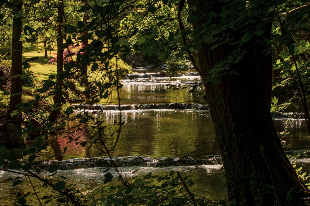 body of water between trees during daytime