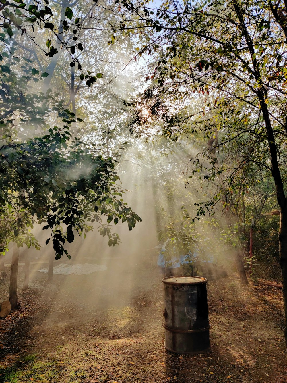 green trees with fog during daytime