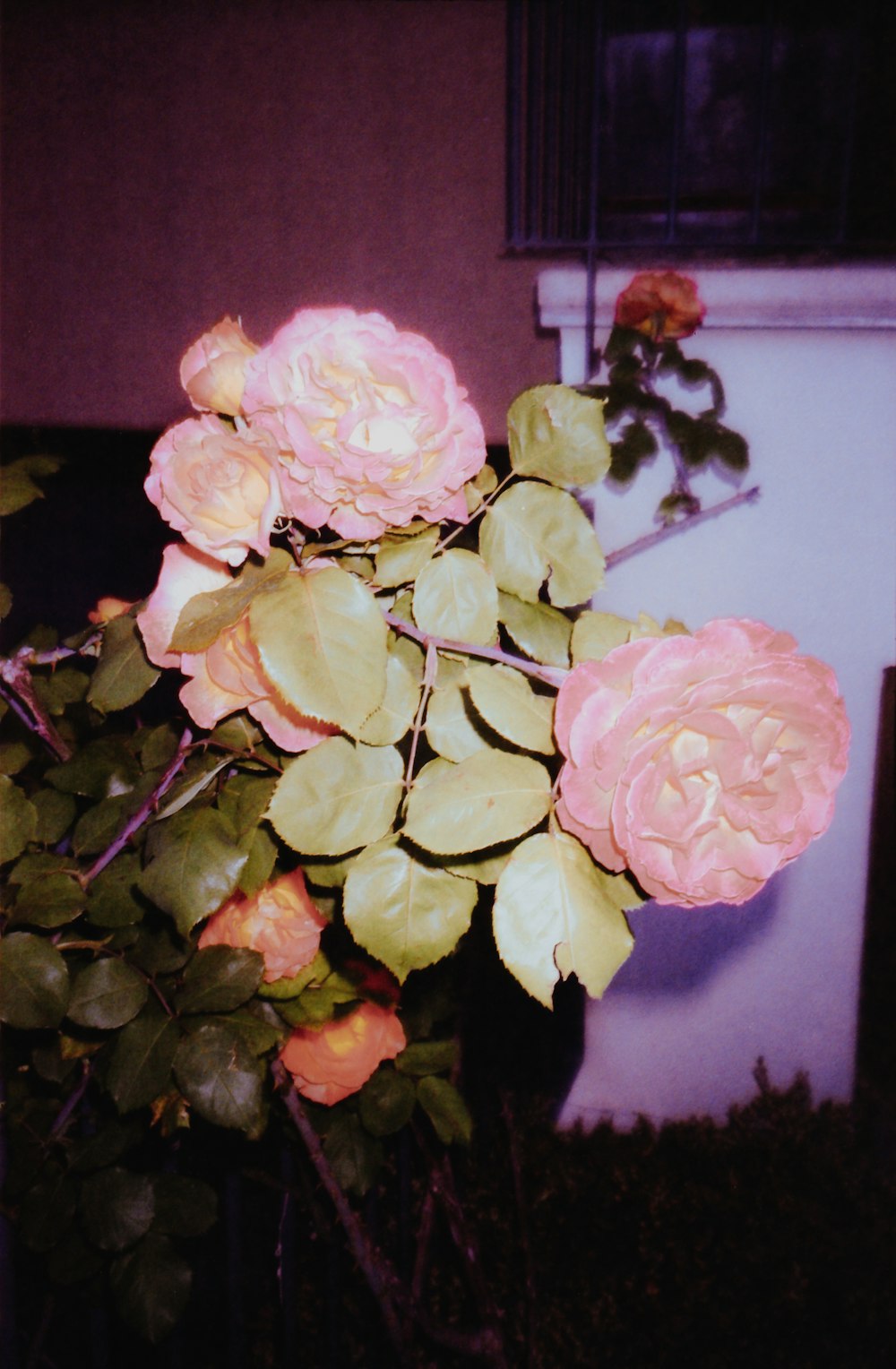 pink roses in close up photography