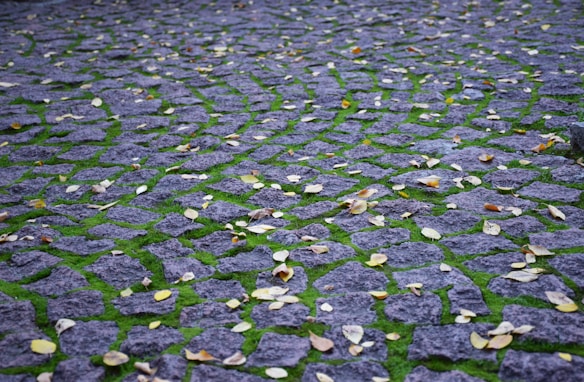 A stone pavement interlaid with vibrant green moss and scattered with small yellow and brown leaves, creating a natural, textured pattern.