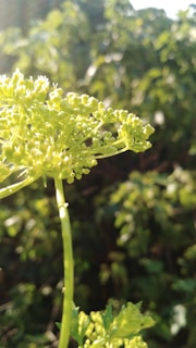 A vibrant green cannabis plant growing in sunlight.