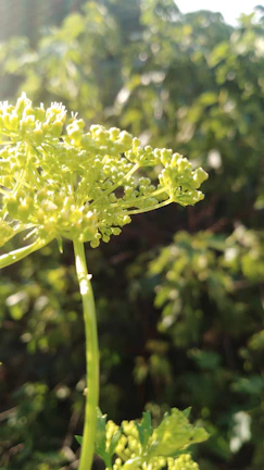 Close-up of vibrant green Baccharis dracunculifolia plants in Brazilian forest sunlight.