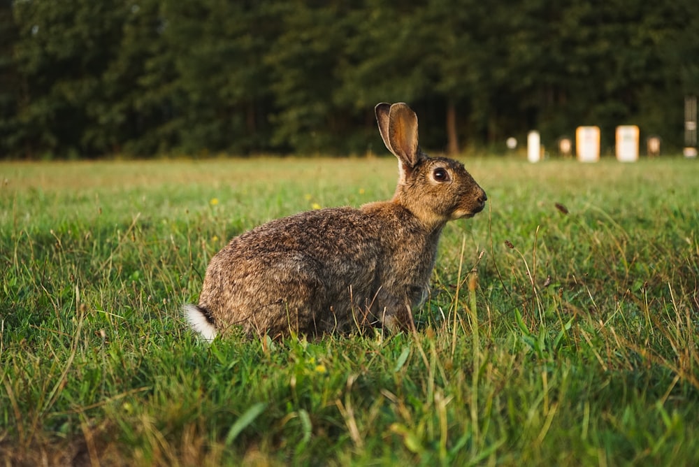 brown rabbit on green grass field during daytime